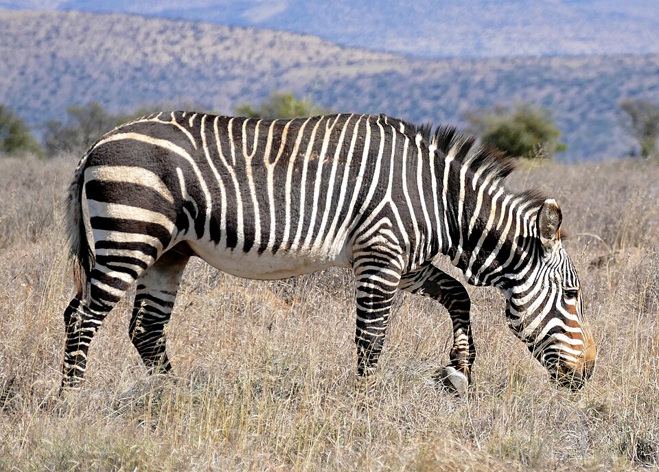 Kap-Bergzebra