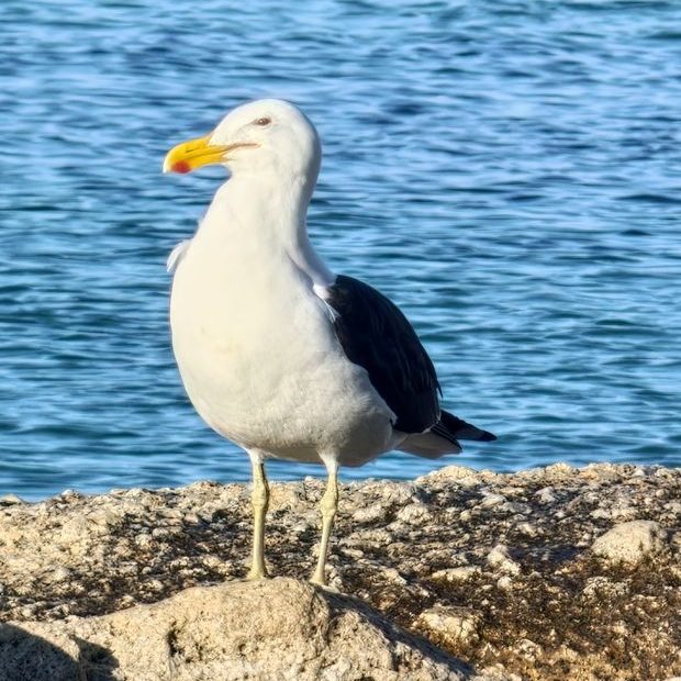 Dominikanermöwe