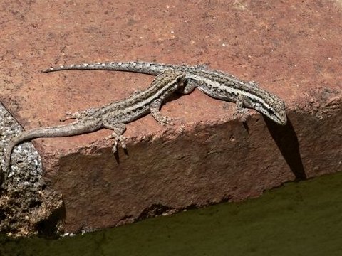 Gefleckte Sandeidechse (wahrscheinlich)