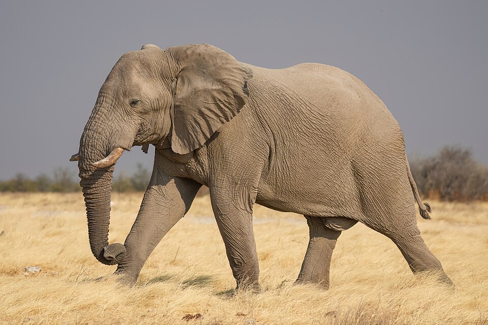 Afrikanischer Elefant (Steppenelefant)