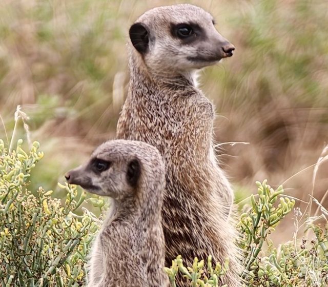 Erdmännchen