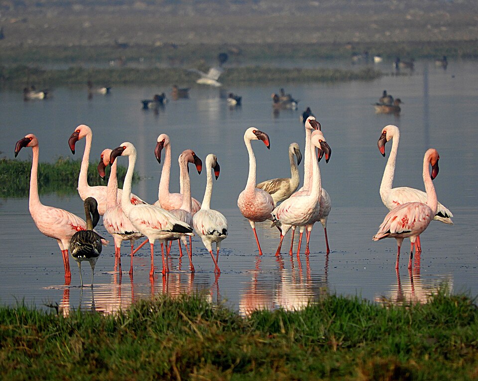 Foto: Sumita Roy Dutta · CC BY-SA 4.0 · Wikimedia Commons Zwergflamingo