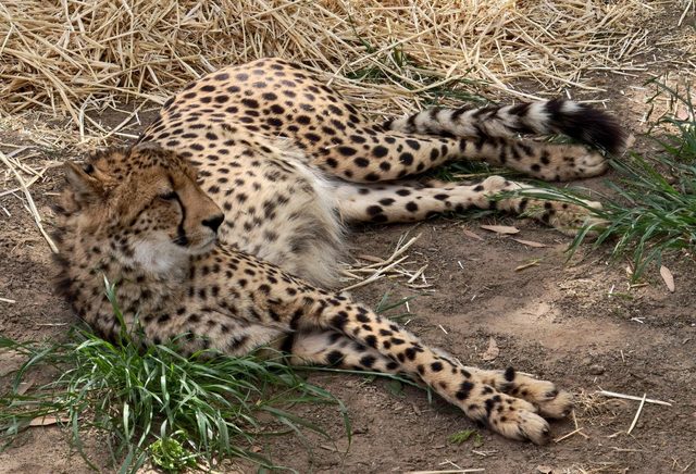 Gepard