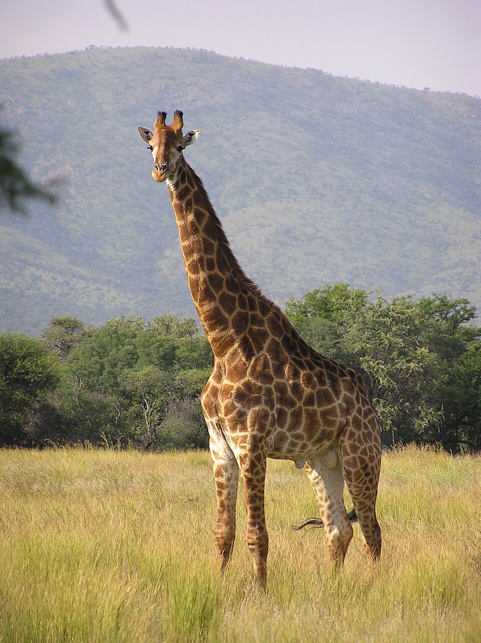 Giraffe (Kap-Giraffe)