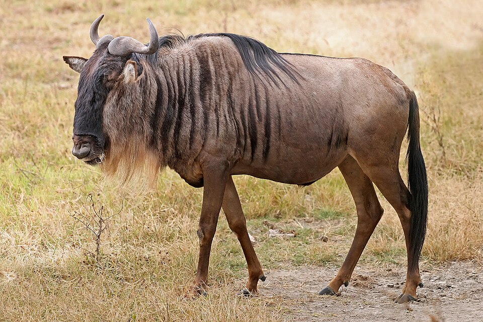 Weißschwanzgnu