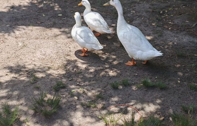 Hausente (Pekingente)