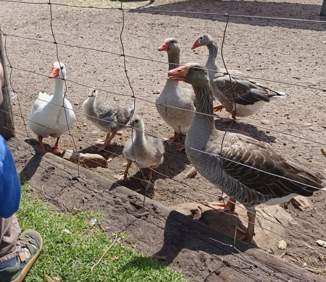 Hausgans (Streichelzoo)