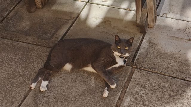 Hauskatze