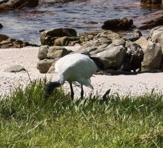 Heiliger Ibis