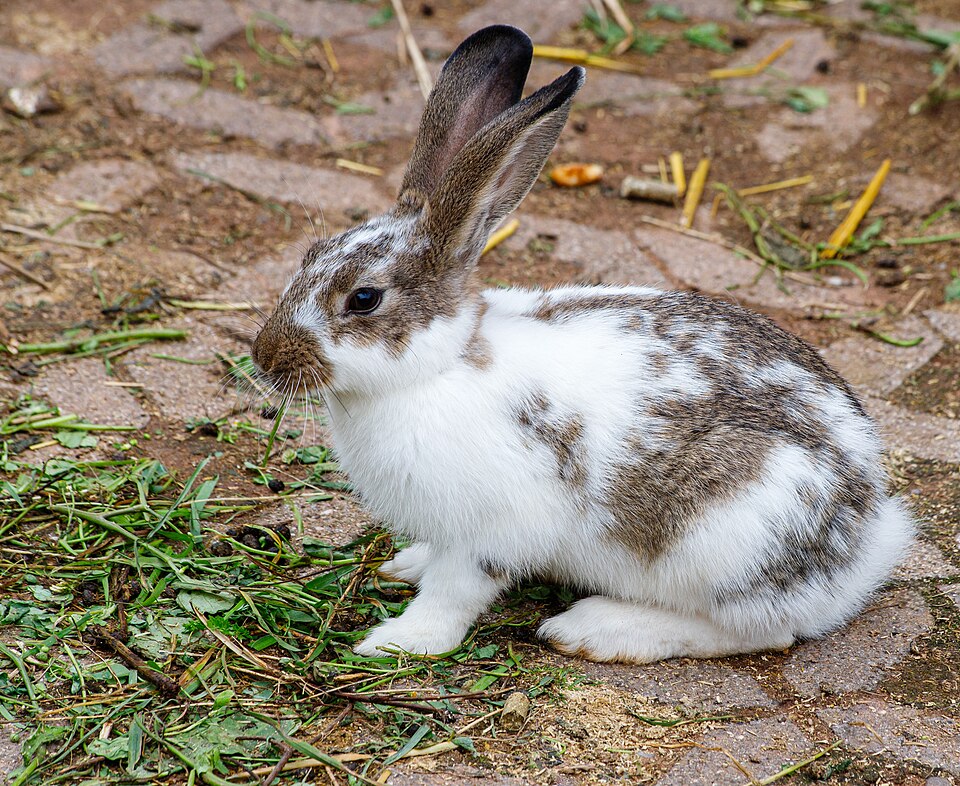 Hauskaninchen (Streichelzoo)