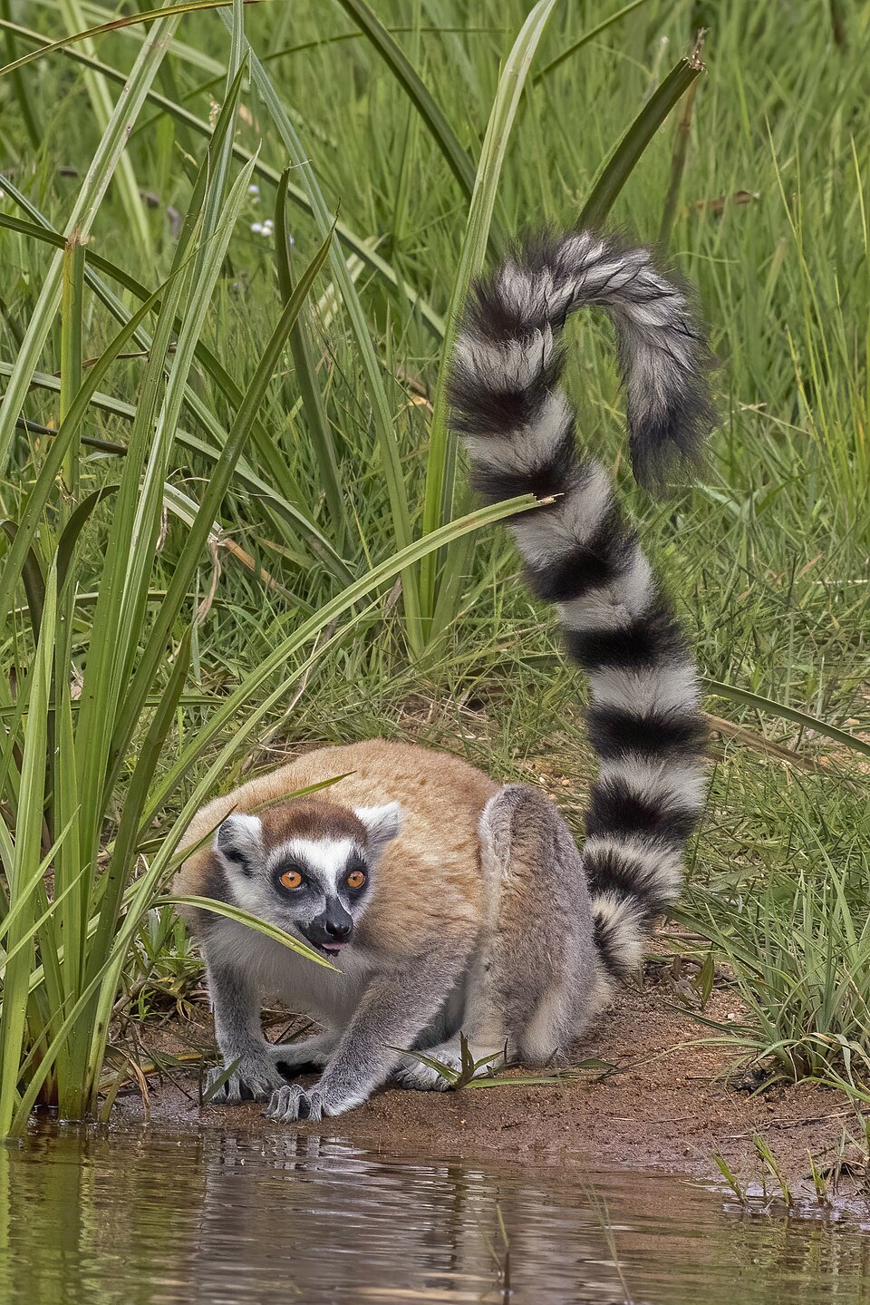 Katta (Ringelschwanzlemur)