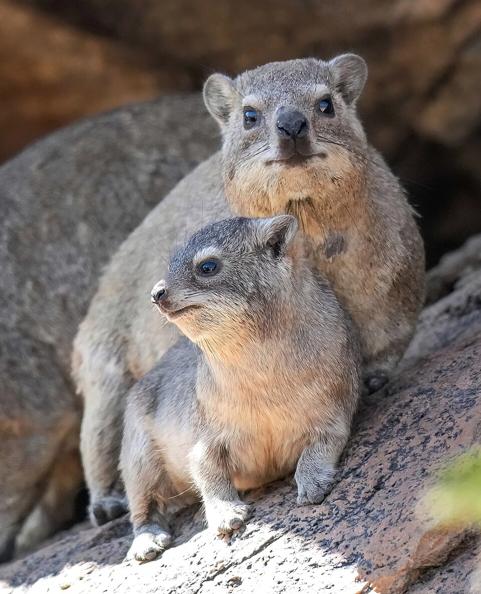 Klippschliefer („Dassie“)