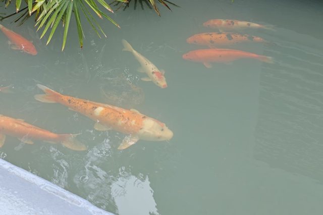 Koi