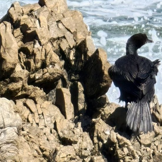 Kormoran (schwarze Art)