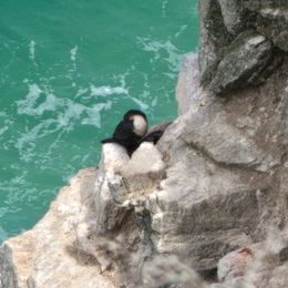 Weißbrustkormoran