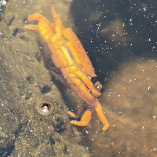 Krabbe (vermutlich Kap-Felsenkrabbe)
