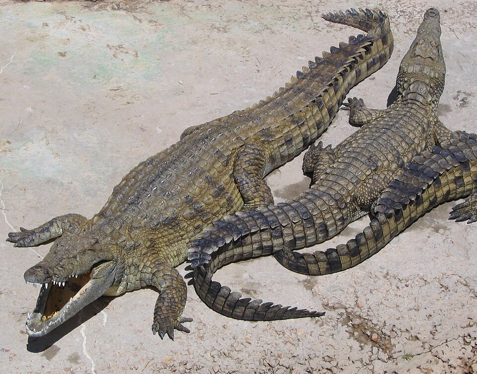 Nilkrokodil