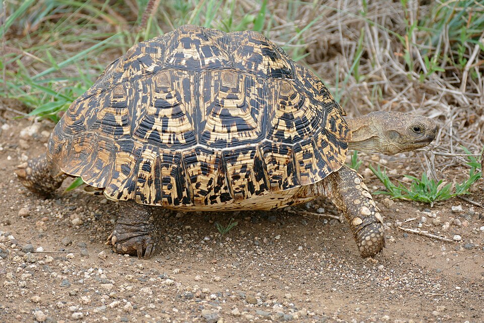 Landschildkröte (vermutlich junge Pantherschildkröte)