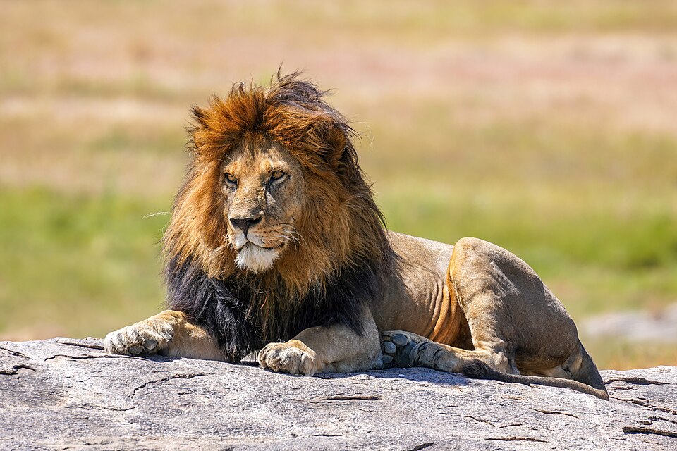 Löwe