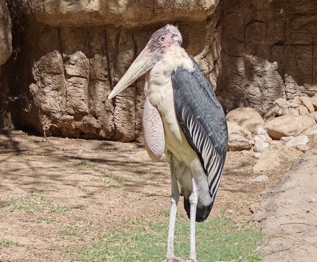 Marabu
