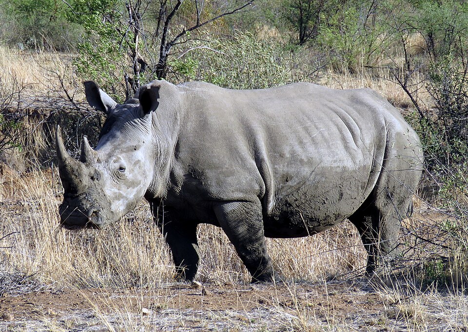 Breitmaulnashorn