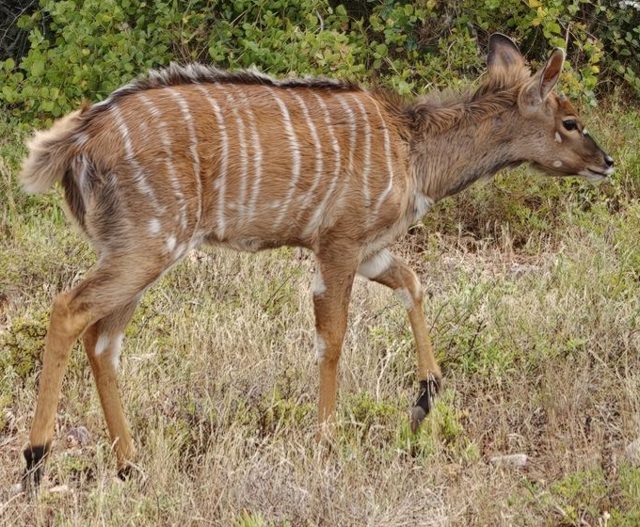 Nyala
