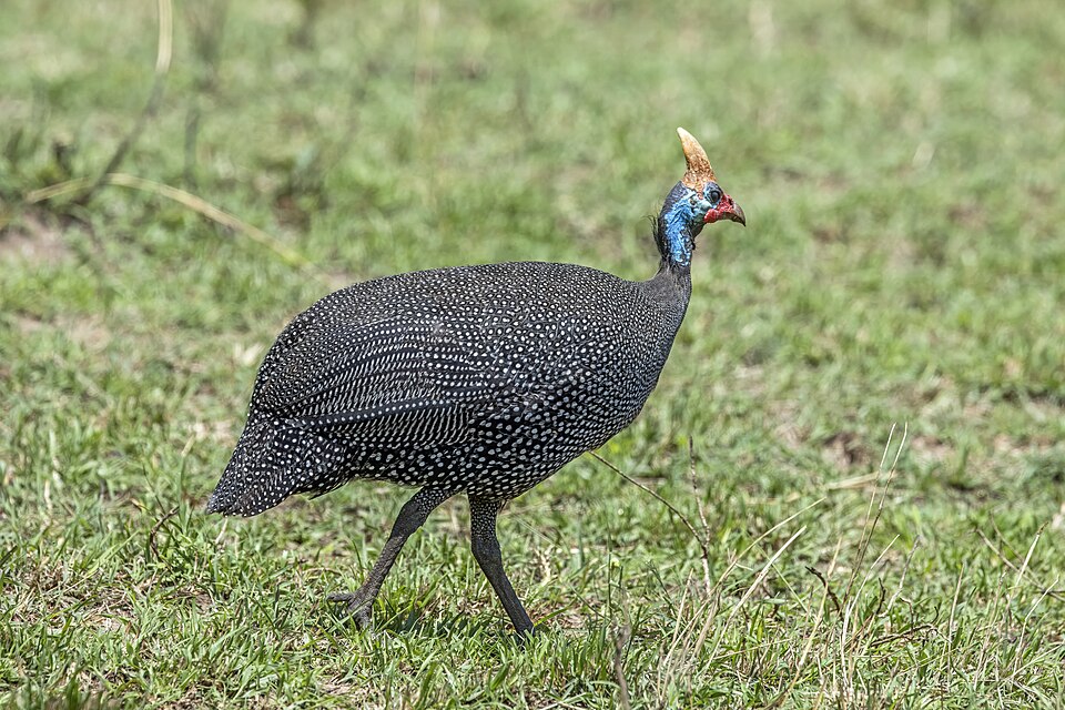 Helmperlhuhn