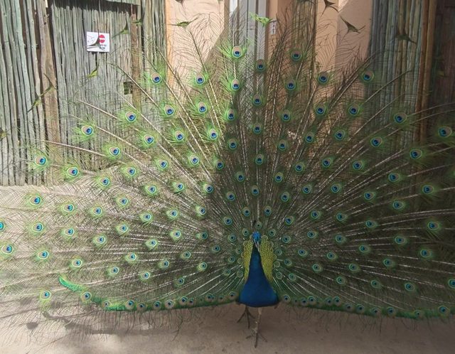 Blauer Pfau