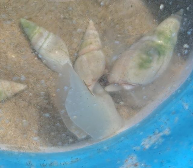 Eigenes Foto Pflugschnecke