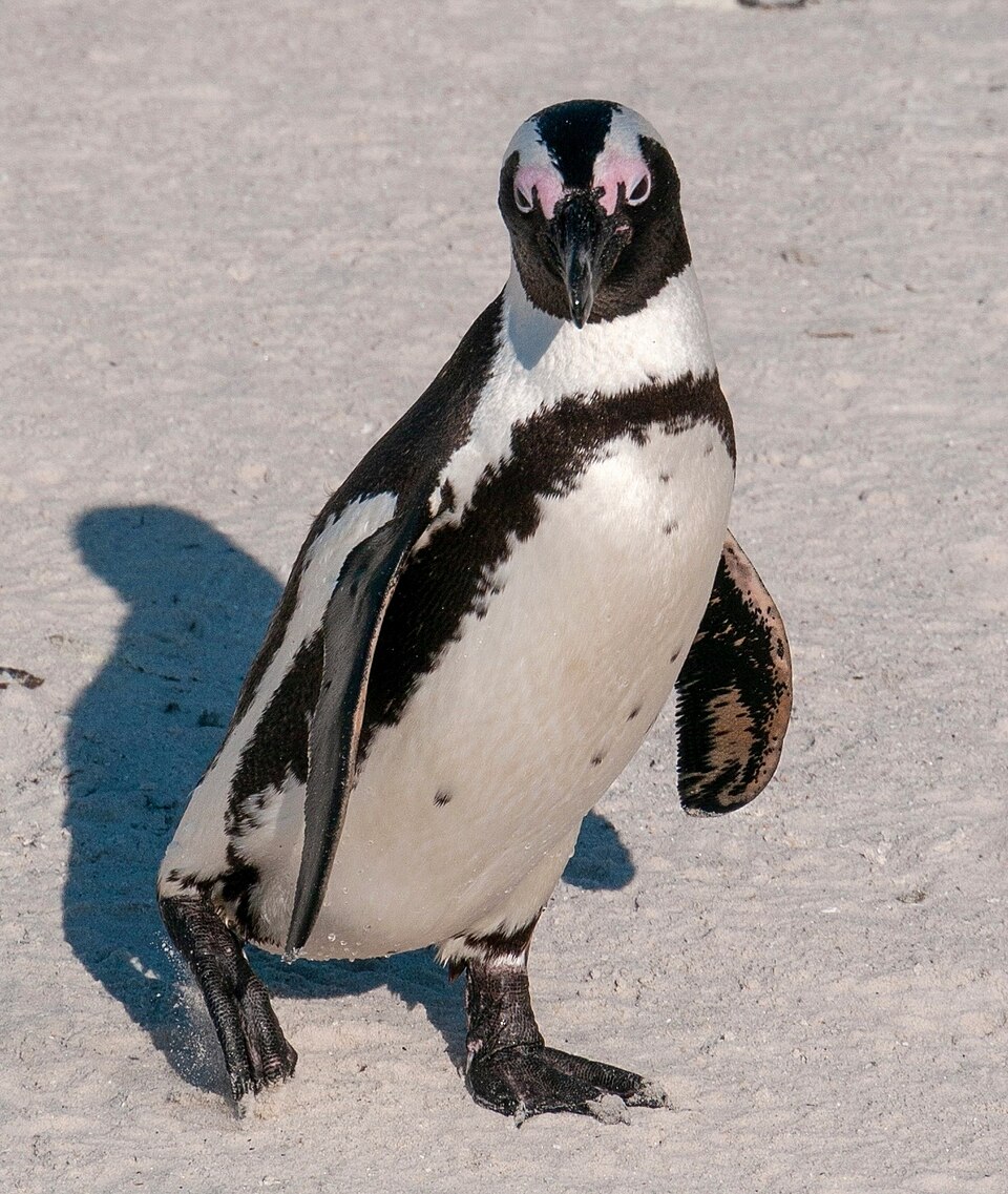 Brillenpinguin (Afrikanischer Pinguin)