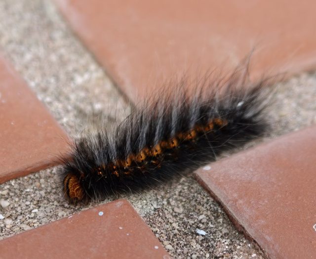 Haarige Raupe (Bärenspinner oder Glucke)