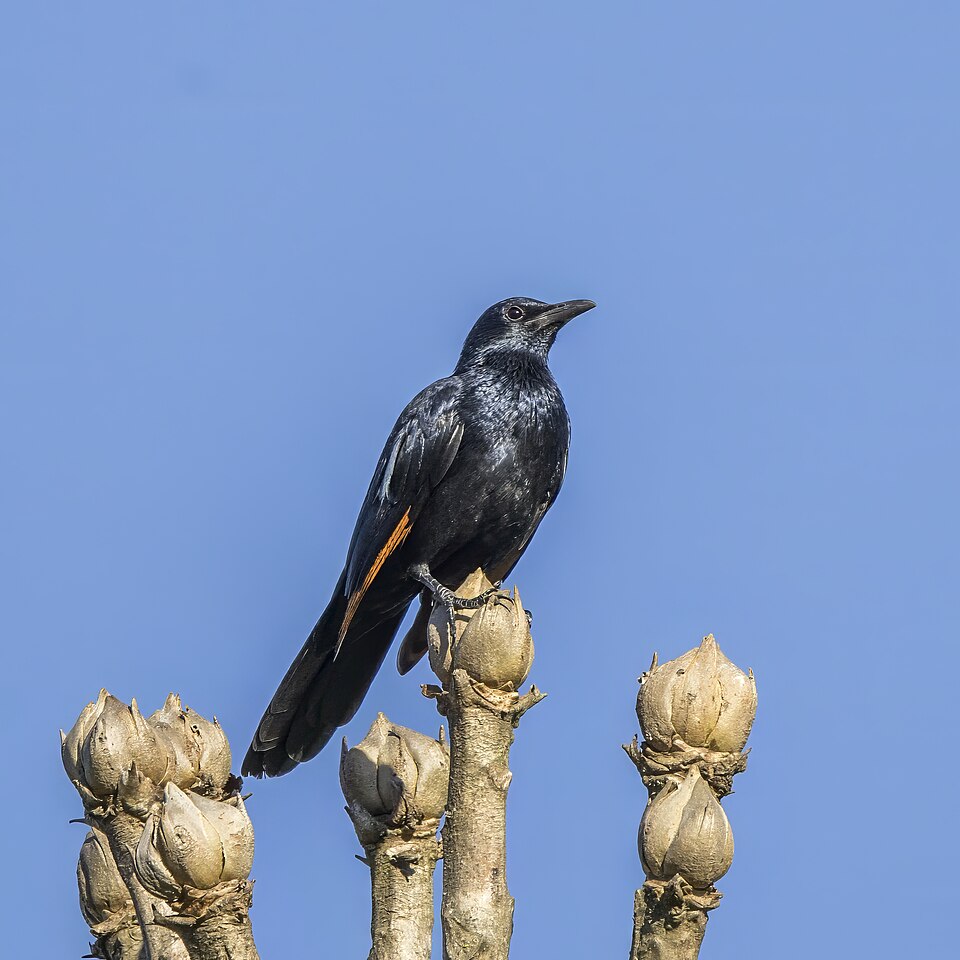 Rotschwingenstar