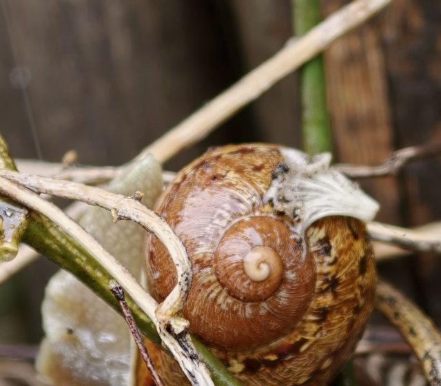 Gefleckte Weinbergschnecke (vermutlich)