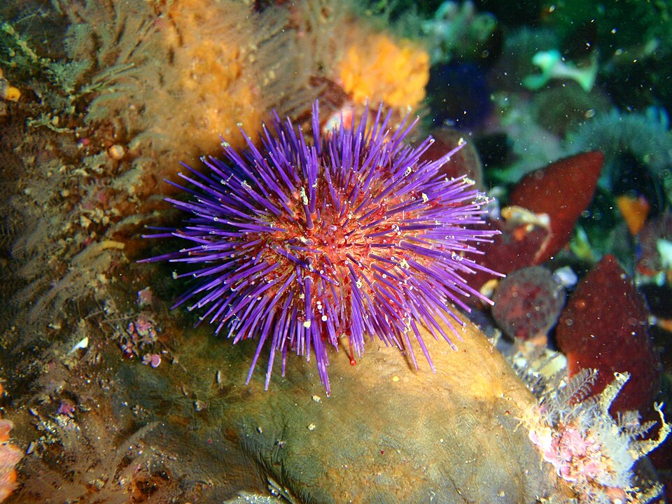 Seeigel (vermutlich Kap-Seeigel)