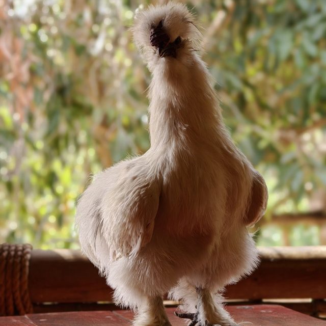 Seidenhuhn
