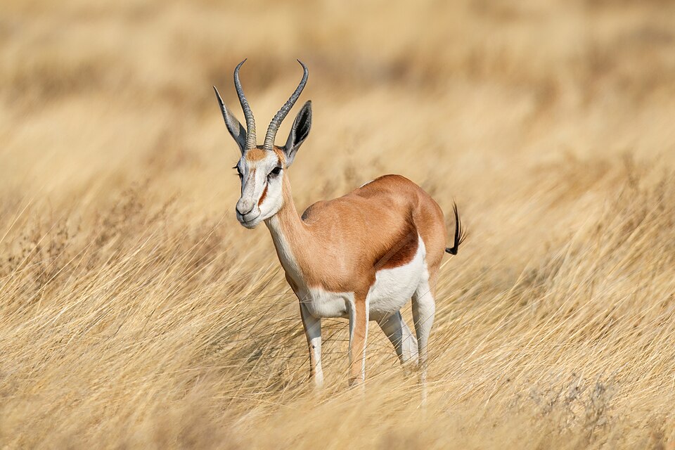 Springbock