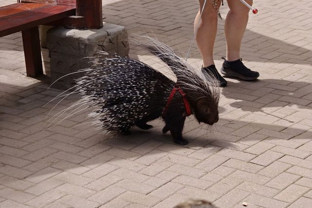 Südafrikanisches Stachelschwein