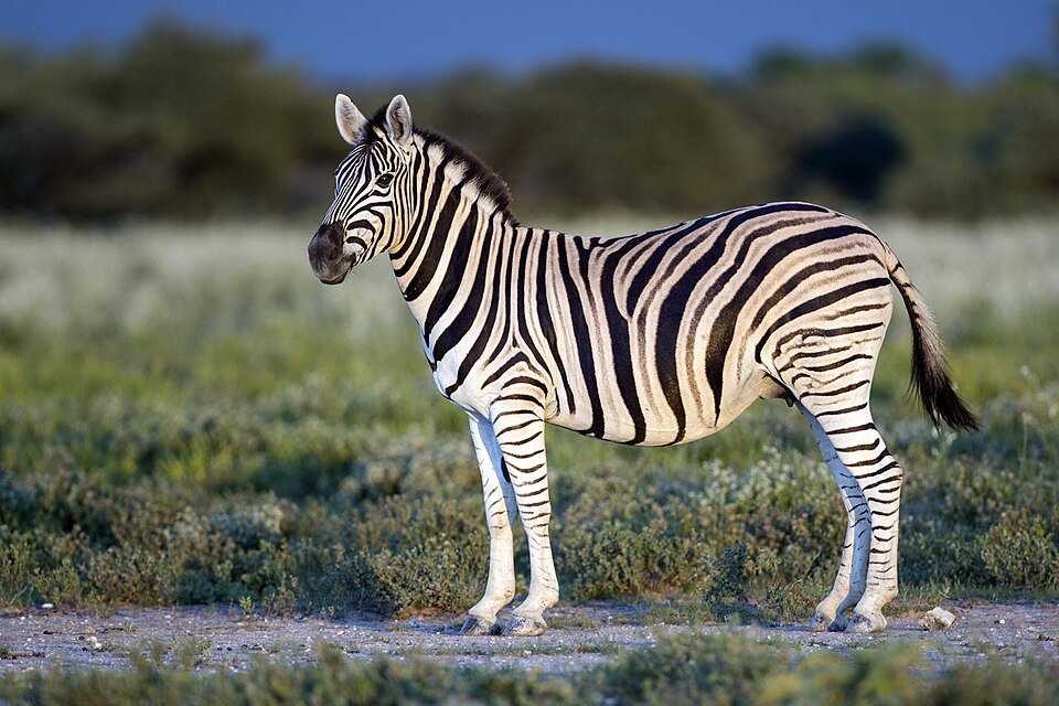 Steppenzebra