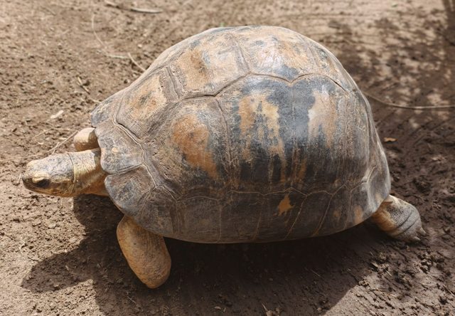 Strahlenschildkröte