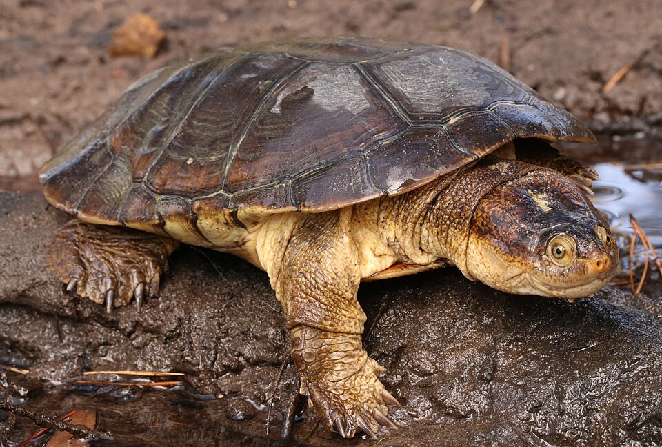 Wasserschildkröte (vermutlich Helm-Pelomeduse)