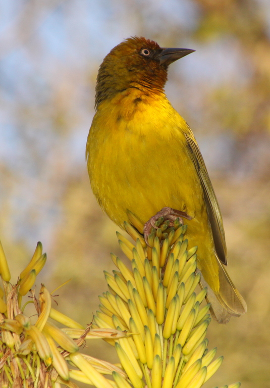 Webervogel (vermutlich Kapweber oder Maskenweber)